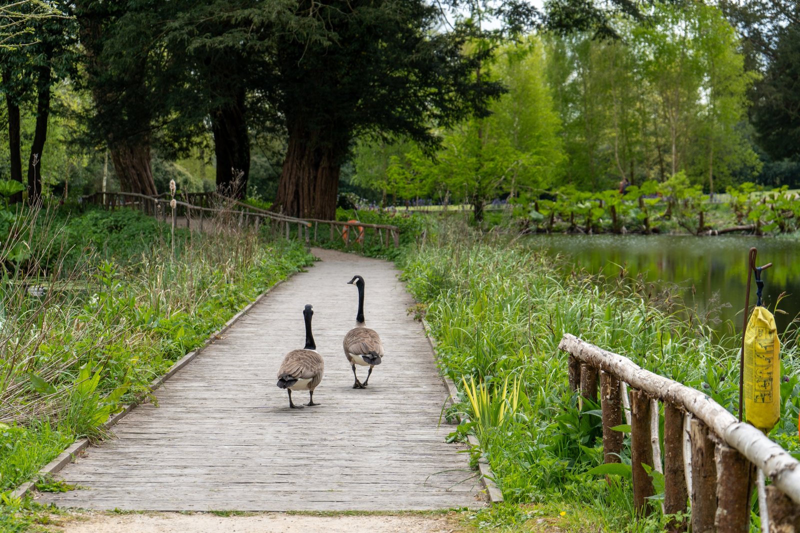 Geese walking down a wooden path through a green park